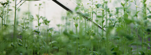 argo-chemical-grass